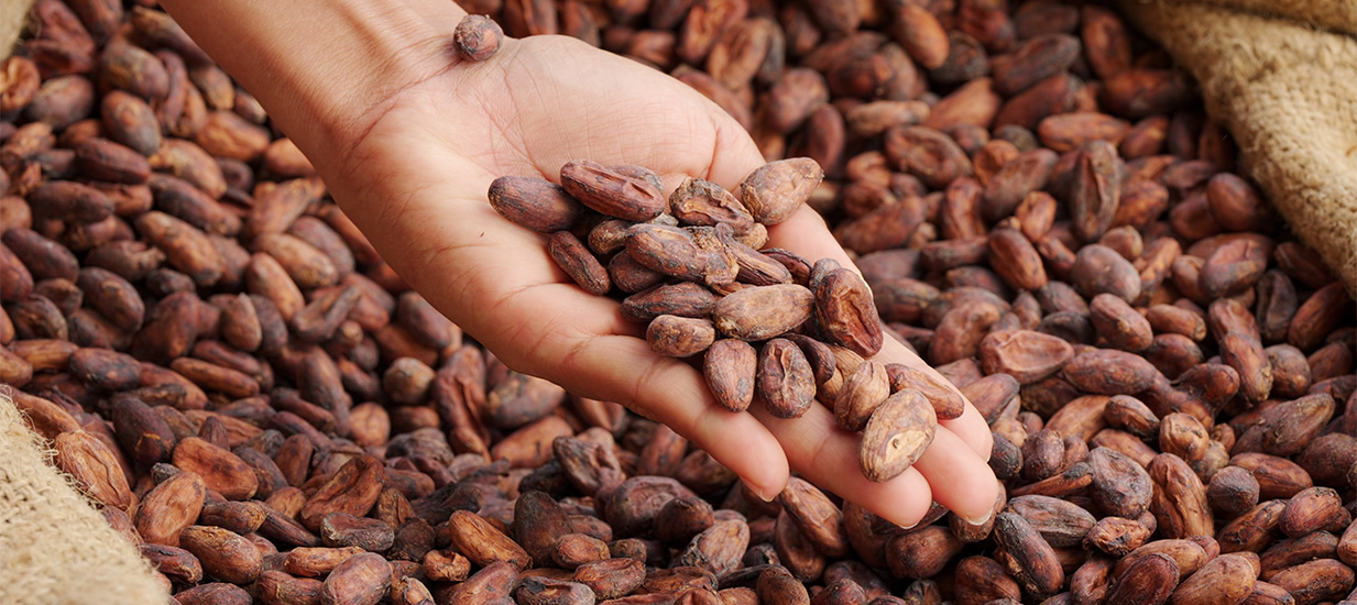 Cacao
