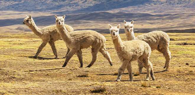 Alpaca peruana