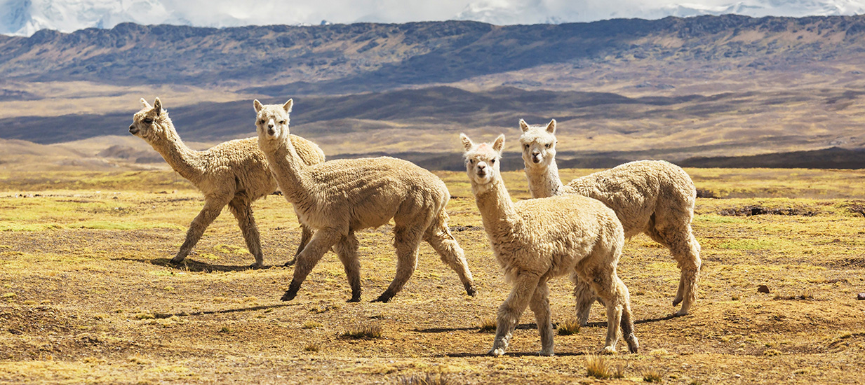 Alpaca peruana