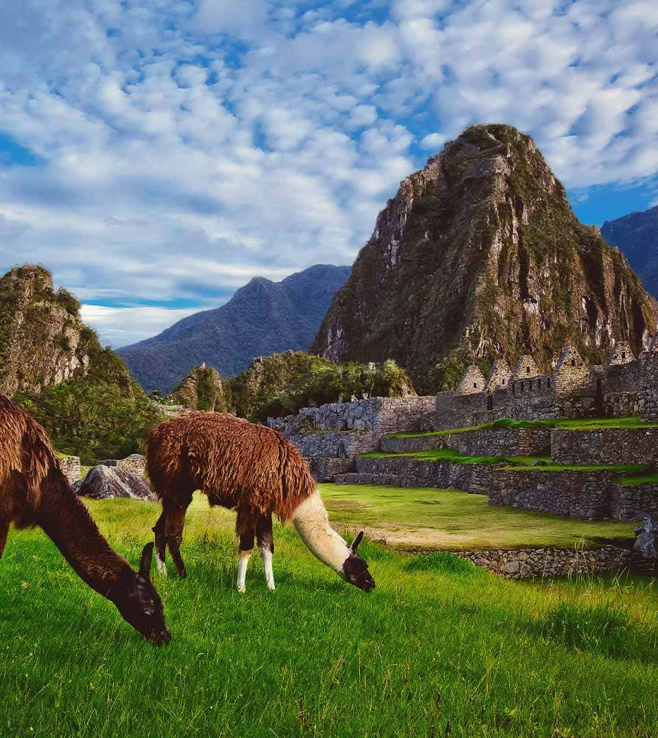 Llamas en la ciudadela inca de Machu Picchu