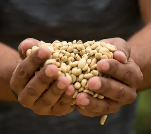 Conoce la Ruta del Café por las regiones del Perú