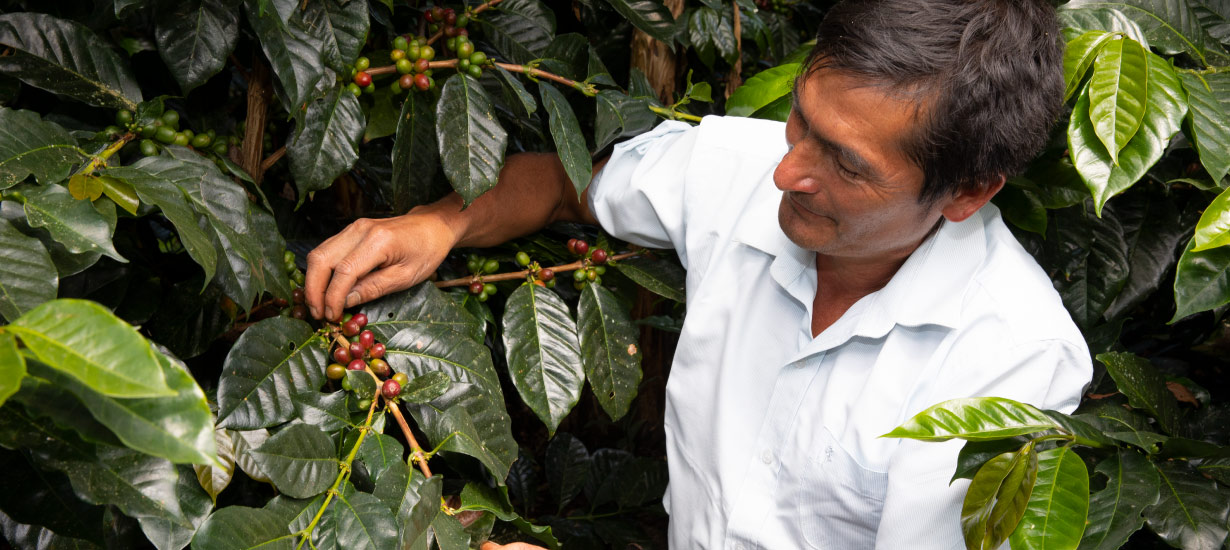 Peruvian Coffee and Cocoa Producers Receive Training for EU Market Standards