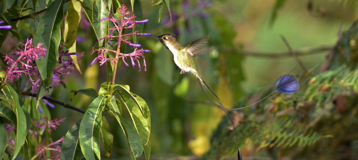 Spatule-tailed Hummingbird Refuge