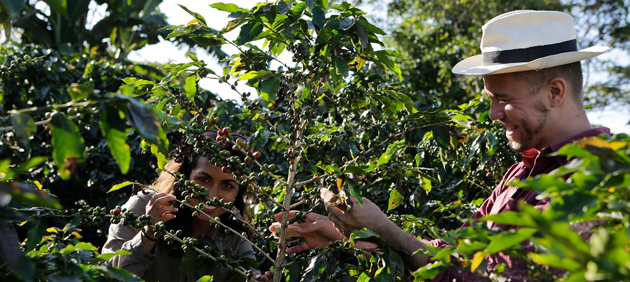 Cultivo de café peruano