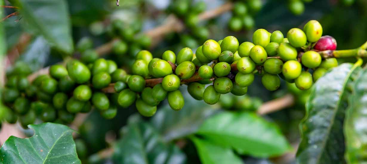 Peruvian coffee wins over taste buds and international markets