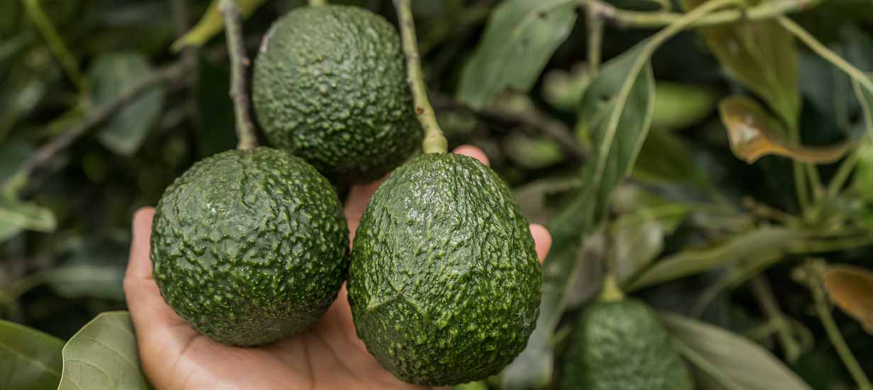 Palta peruana