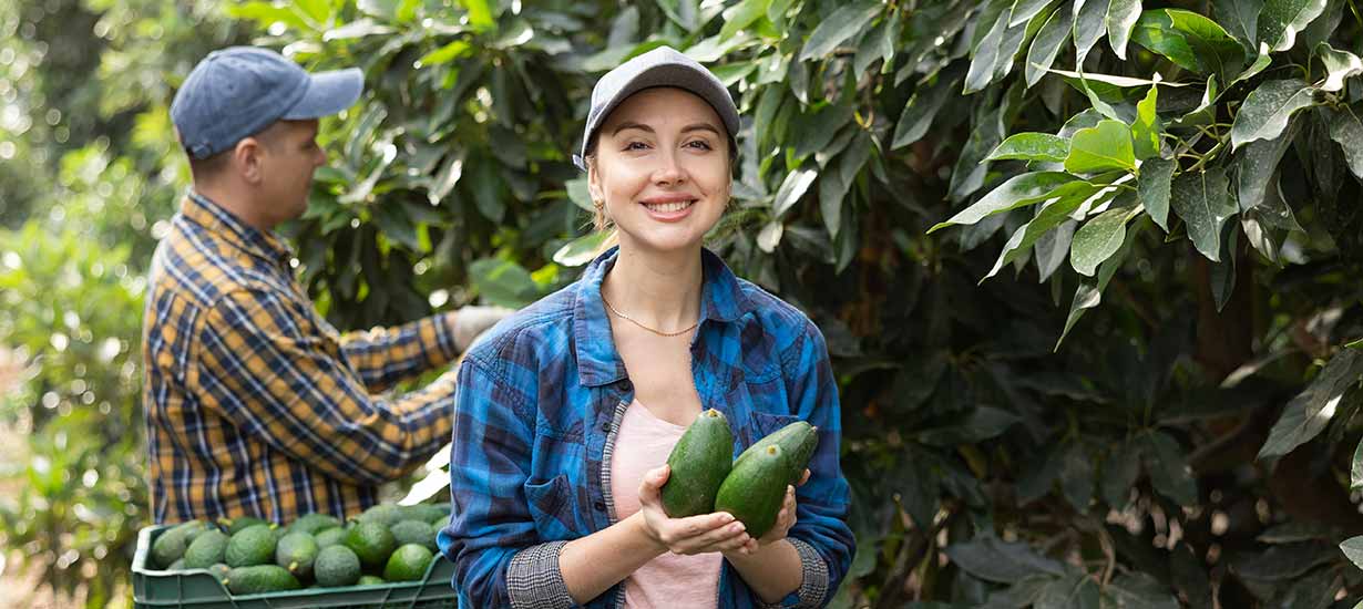 Peruvian avocado