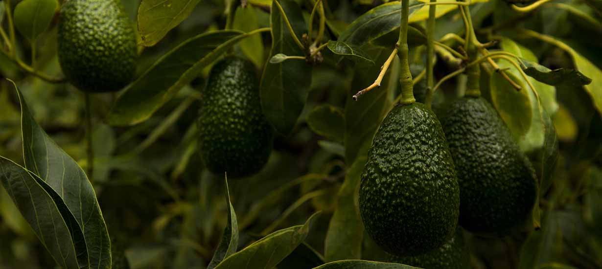 Peruvian avocado