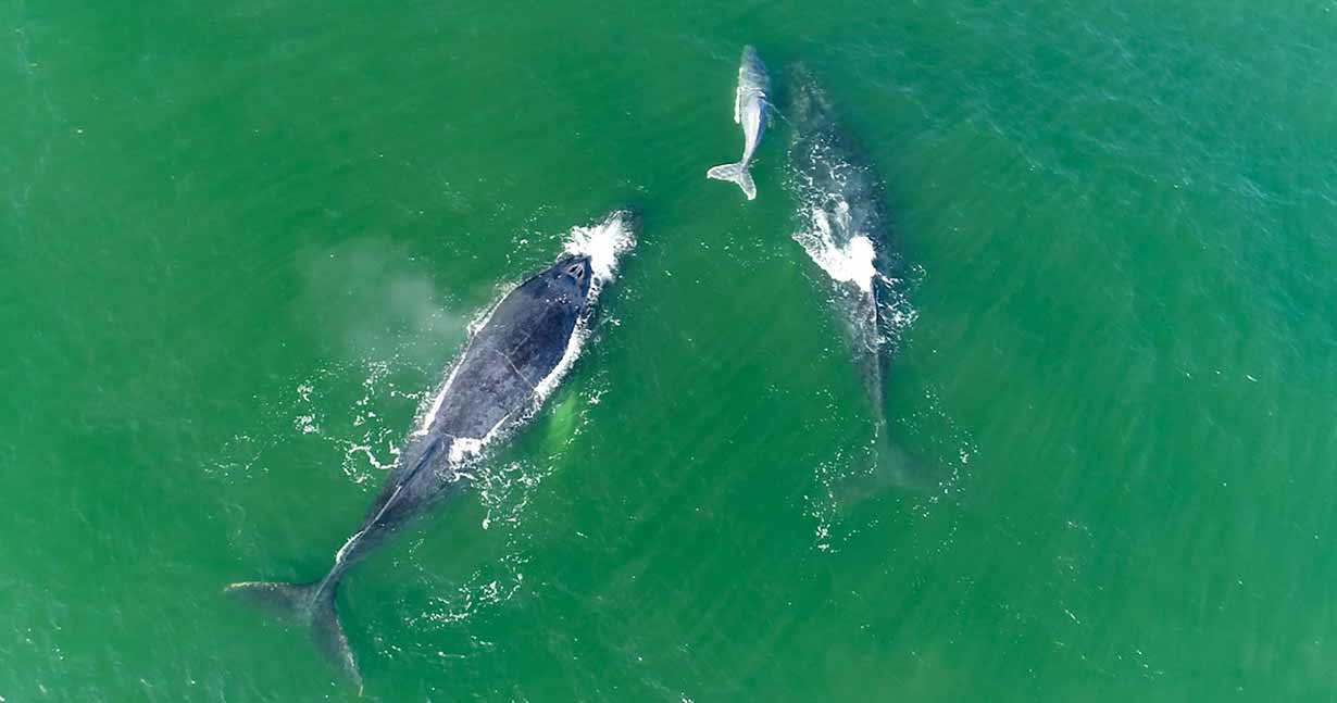 Temporada de ballenas jorobadas