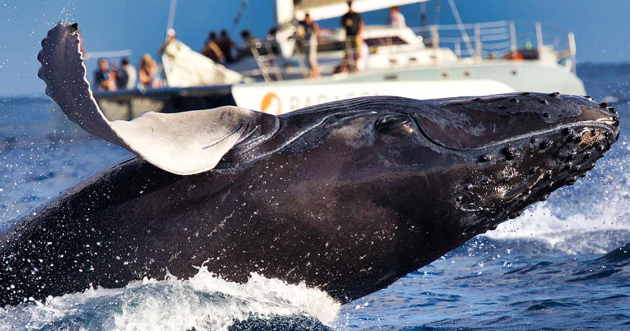 Temporada de ballenas jorobadas