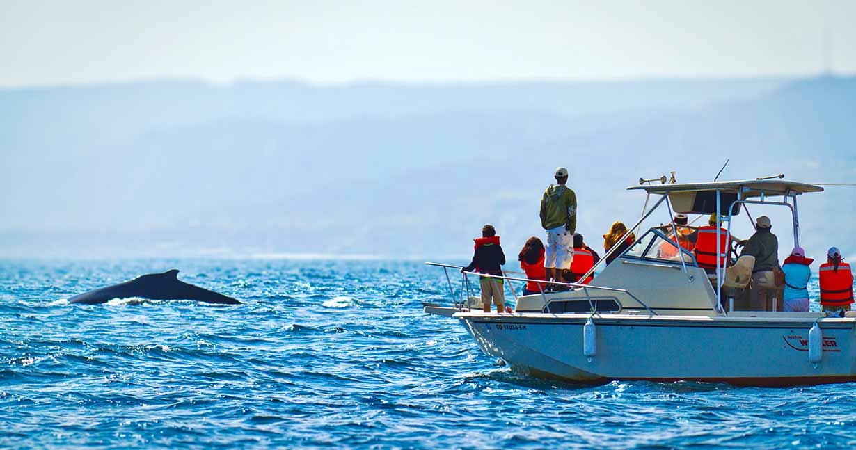 Temporada de ballenas jorobadas