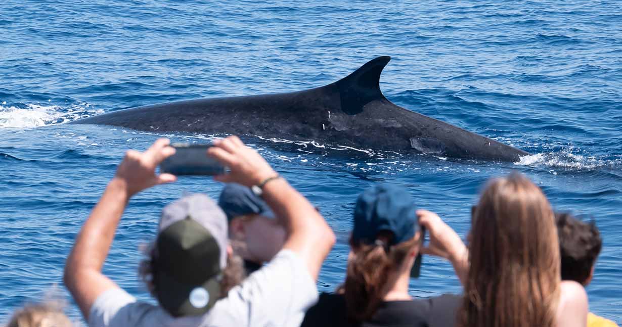 Whale-watching season