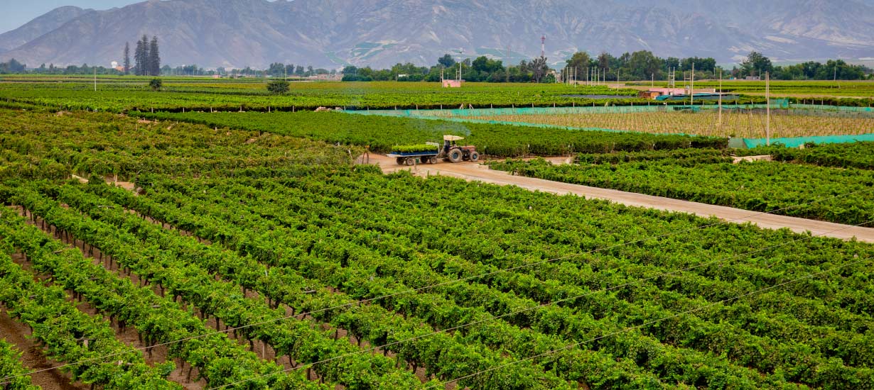 Pisco, bebida bandera del Perú