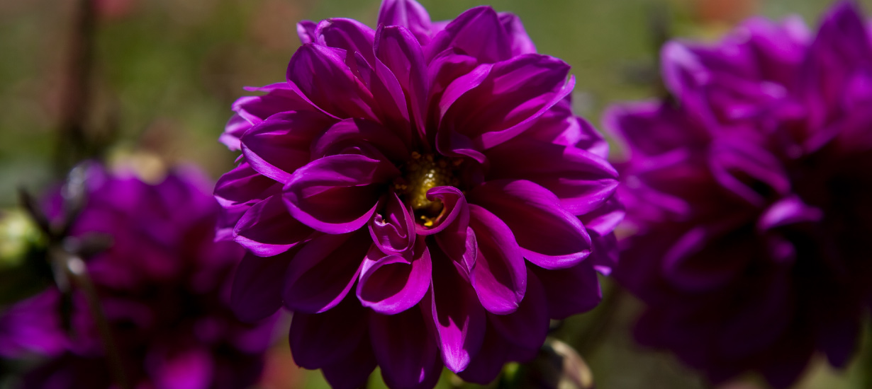 VOGUE celebrates the beauty of Santa Rosa Market’s flower trade