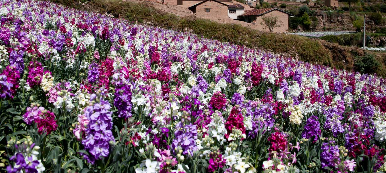 VOGUE celebra la belleza del comercio de flores en el Mercado Santa Rosa