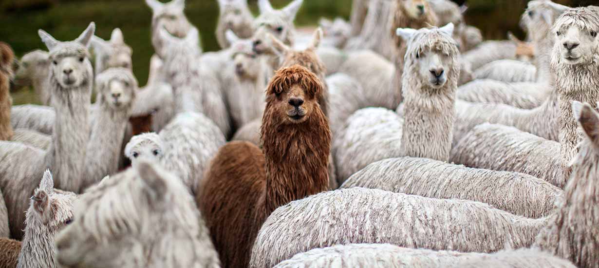 World Tourism Day: Peru named top destination in South America and receives multiple awards in 2024