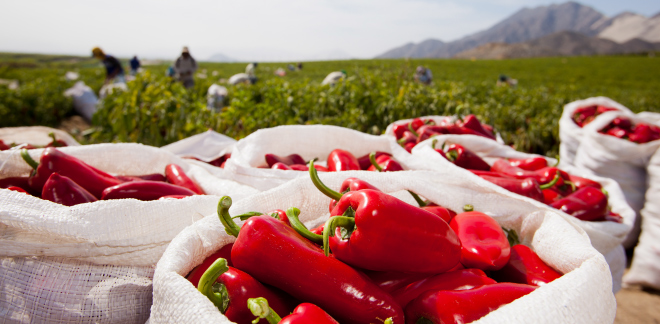 Industria alimentaria peruana: 
descubre los sectores con mayores oportunidades de inversión