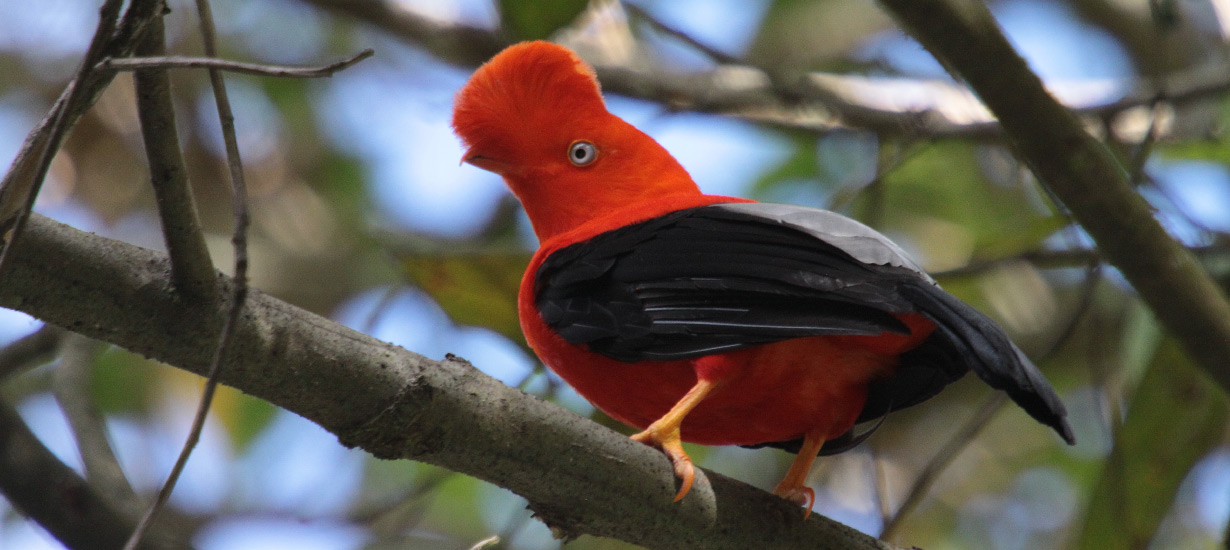 Parque Nacional Tingo María: 
Lugar natural certificado en Turismo Sostenible