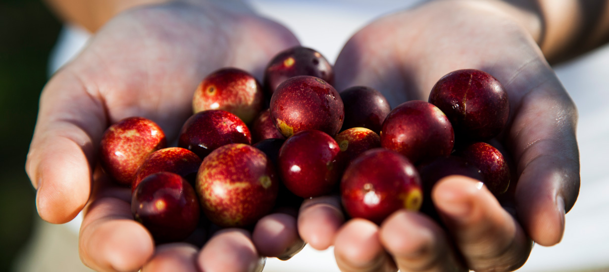 Día Mundial de la Alimentación: Por qué debes consumir estos superfoods peruanos