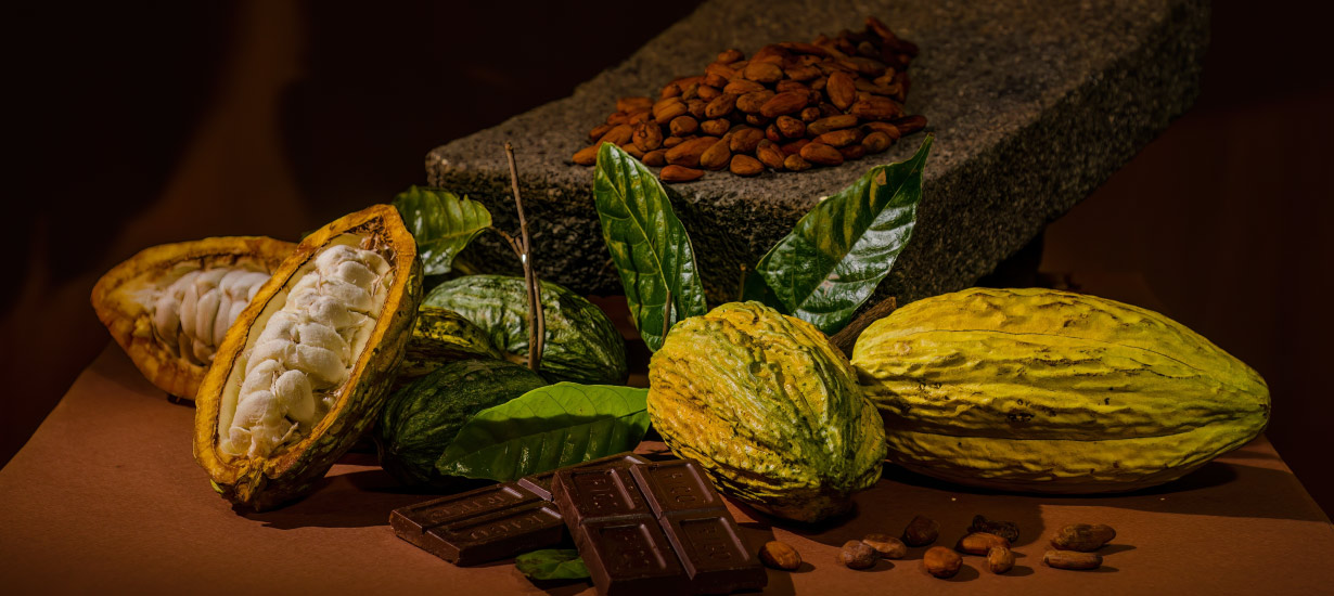 Peruvian Cocoa and Chocolate: Discover the different types of this superfood, its benefits, and how it is sustainably produced