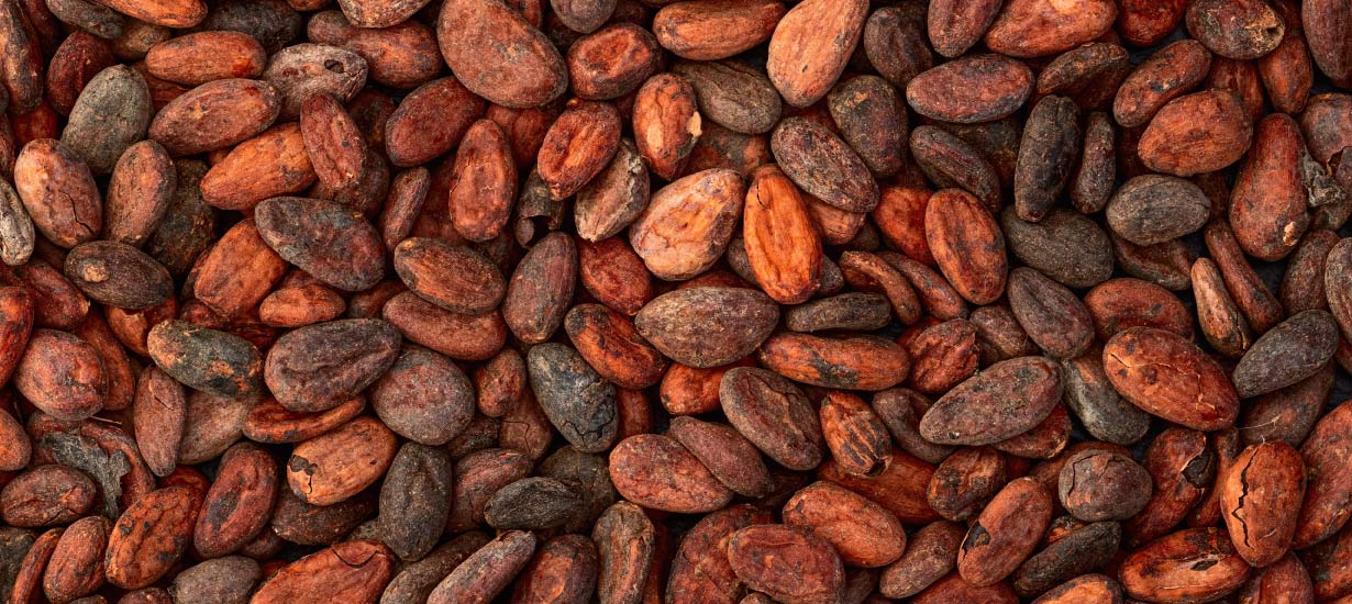 Peruvian Cocoa and Chocolate: Discover the different types of this superfood, its benefits, and how it is sustainably produced