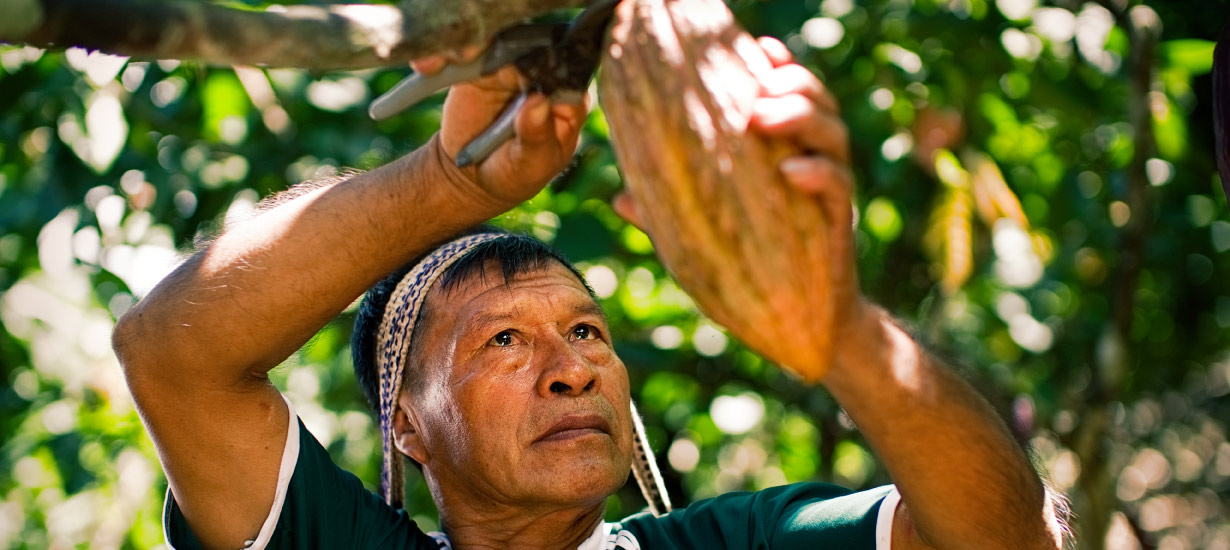 Cacao y Chocolate Peruano: Conoce las variedades de este superfood, sus beneficios y su producción sostenible