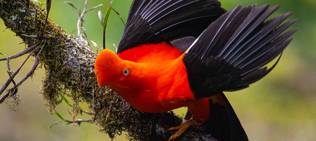 Natural soul: Discover Peru's natural protected areas and their importance