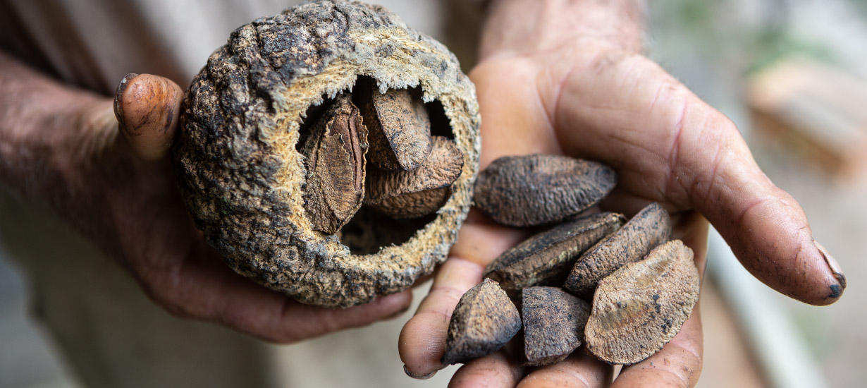 Chestnuts: The Amazonian superfood fighting obesity and taking the world by storm