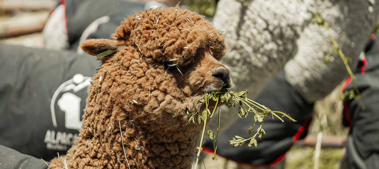 Perú Moda Deco y Alpaca Fiesta 2024: lo mejor de la moda y decoración se unen en Arequipa