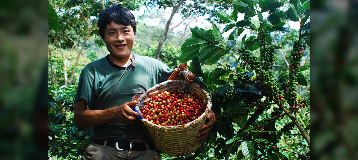 Cafés del Perú: Conoce el origen, diversidad y especialidad del café peruano de exportación