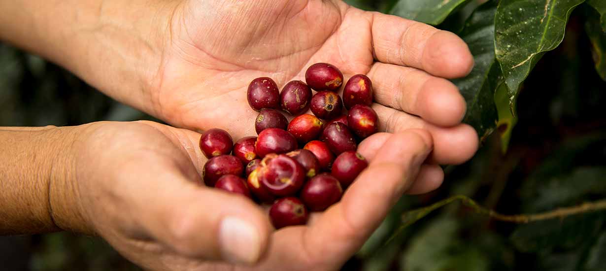 Cafés del Perú: Conoce el origen, diversidad y especialidad del café peruano de exportación