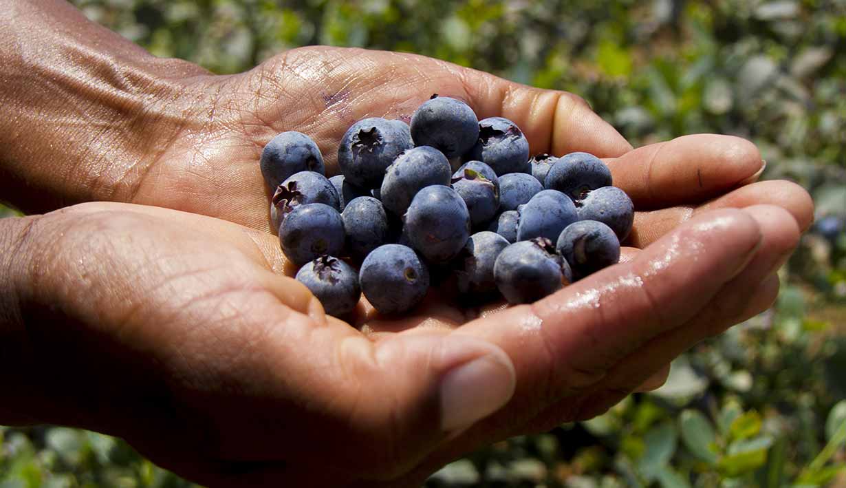 Perú se corona como el principal exportador de arándanos