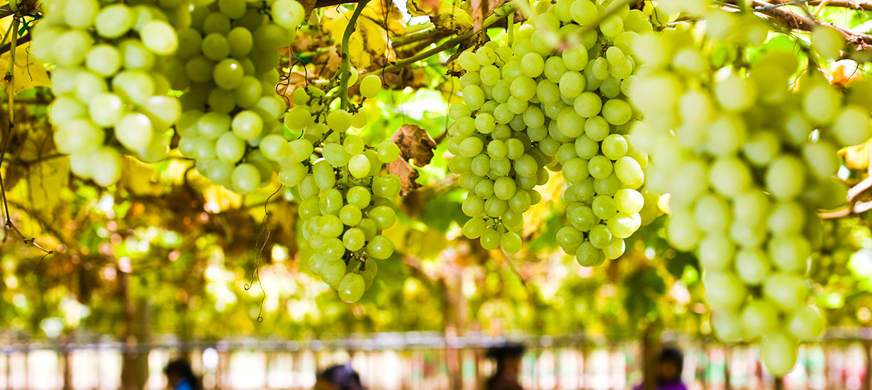 Por la ruta de la uva: Perú se destaca como líder exportador de este superalimento