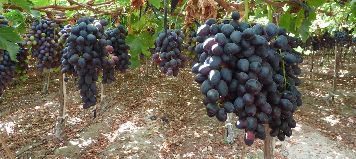 Por la ruta de la uva: Perú se destaca como líder exportador de este superalimento