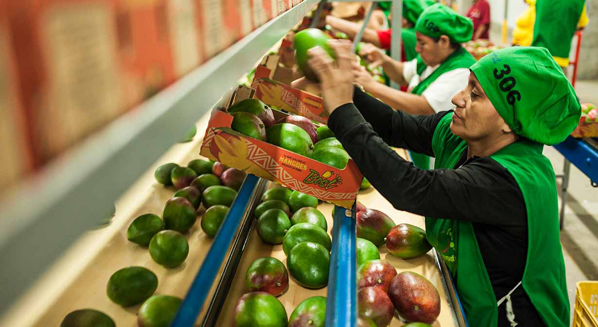 Mango peruano: el dulce manjar que conquista mercados internacionales