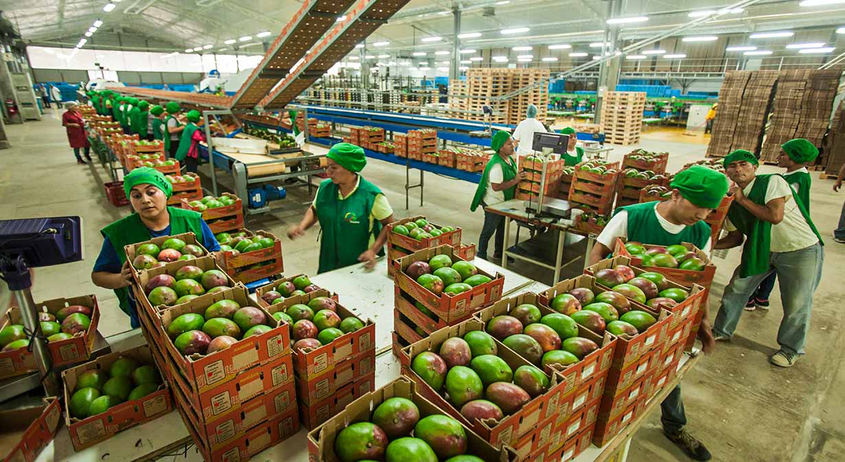 Mango peruano: el dulce manjar que conquista mercados internacionales