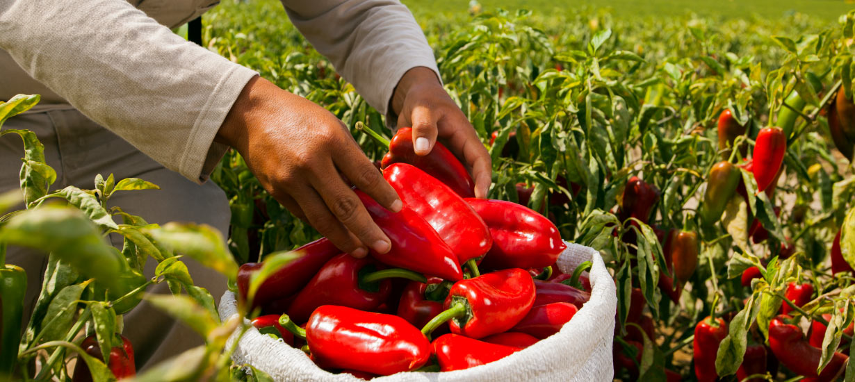 Why are native biodiversity and sustainability essential to biotrade in Peru?