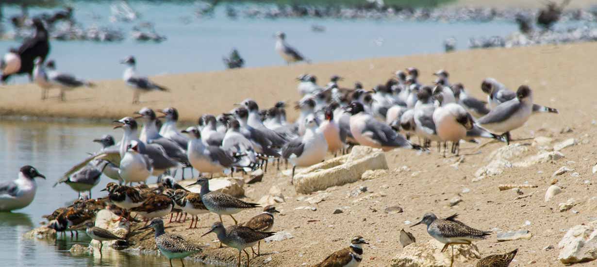 5 refugios de animales para conocer la diversidad del Perú: Conócelos aquí