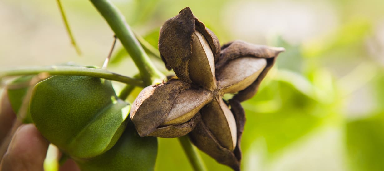 ¿Por qué la biodiversidad nativa y la sostenibilidad son las claves del biocomercio en Perú?