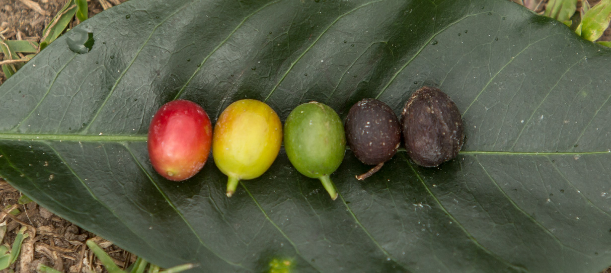 Tradition and culture: How the world sees Peruvian coffee