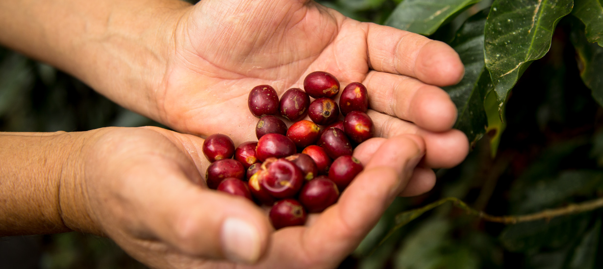 Tradition and culture: How the world sees Peruvian coffee