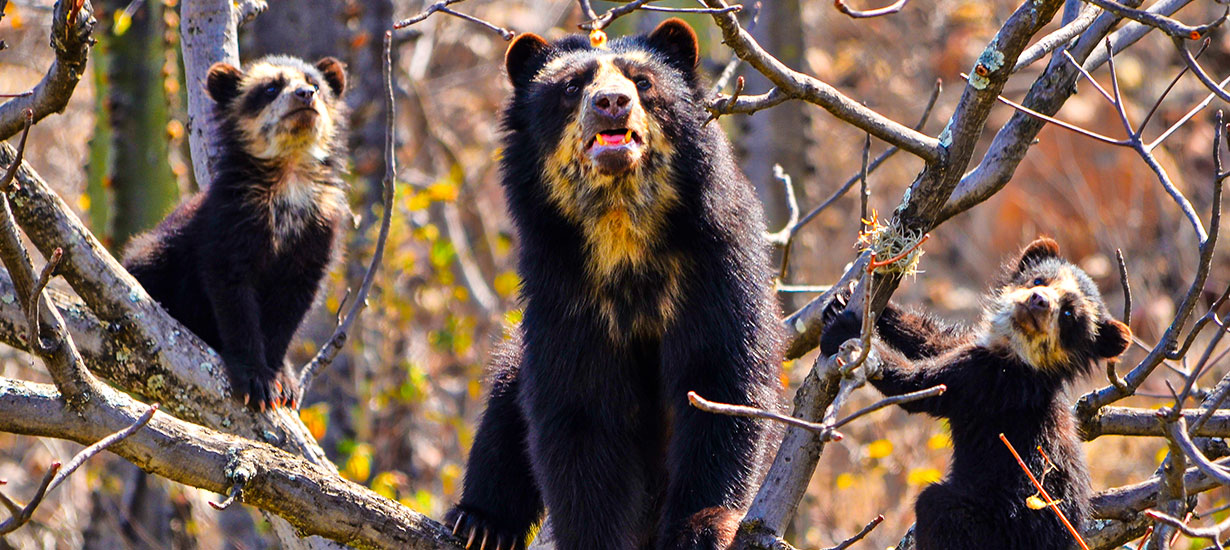 ¿Fan del oso Paddington? Conoce a su inspiración: El oso de anteojos