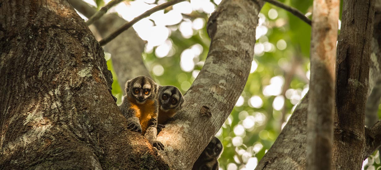 Pacaya Samiria: Discover what this national reserve has to offer