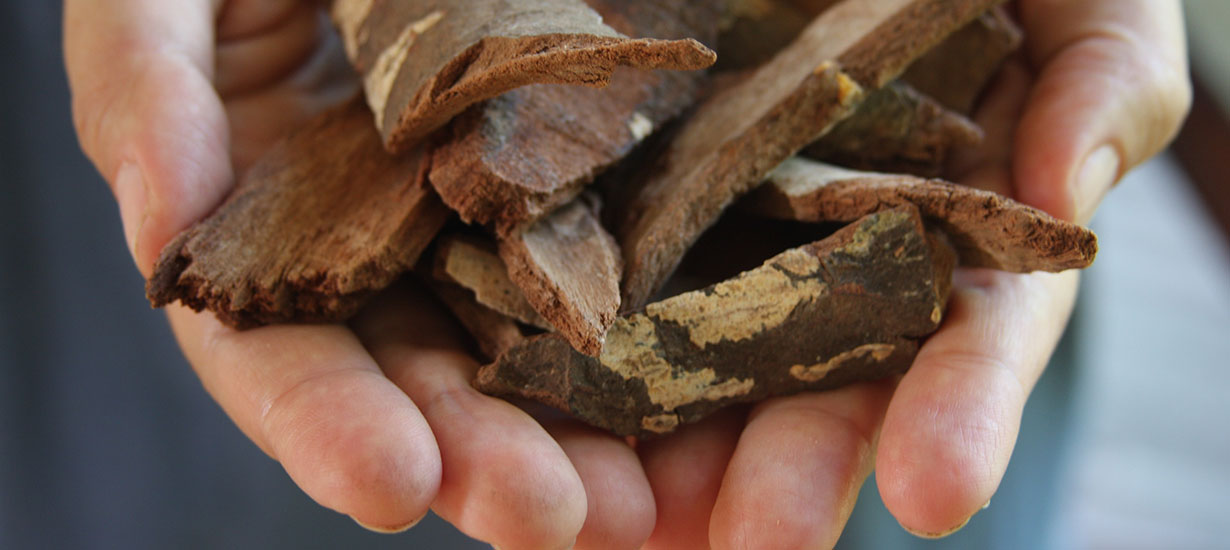 Plantas medicinales de la selva peruana: Sabiduría tradicional para la salud