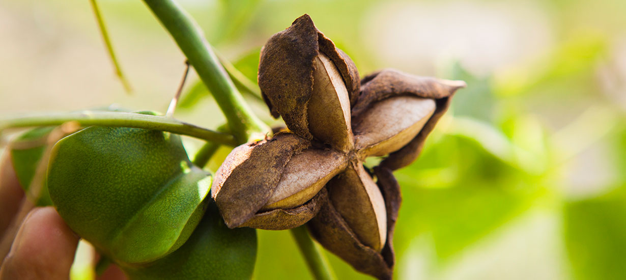 Plantas medicinales de la selva peruana: Sabiduría tradicional para la salud