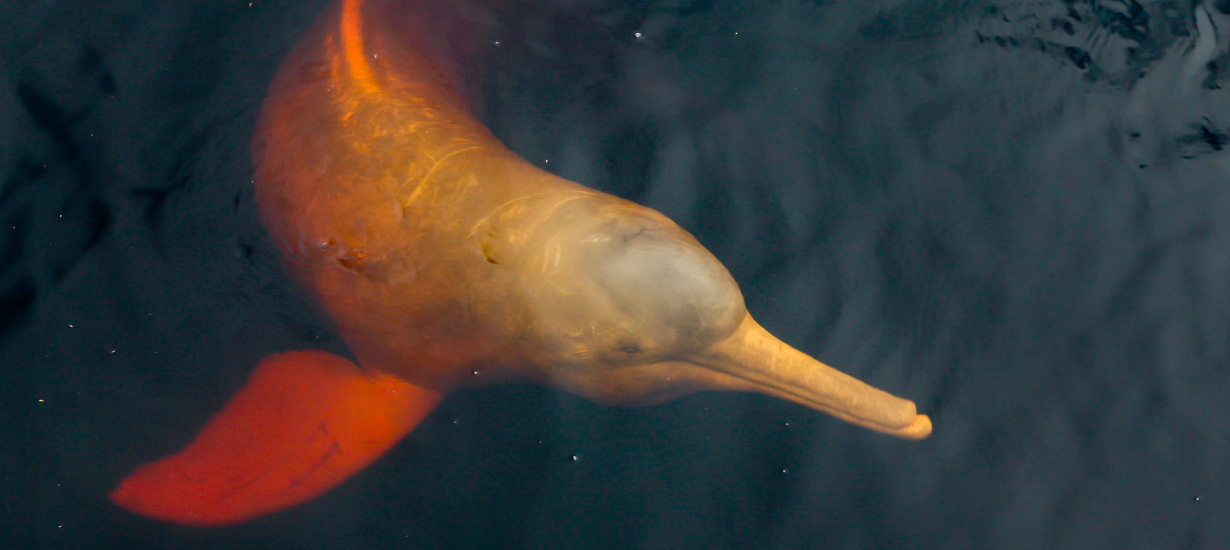 The pink Amazon river dolphin