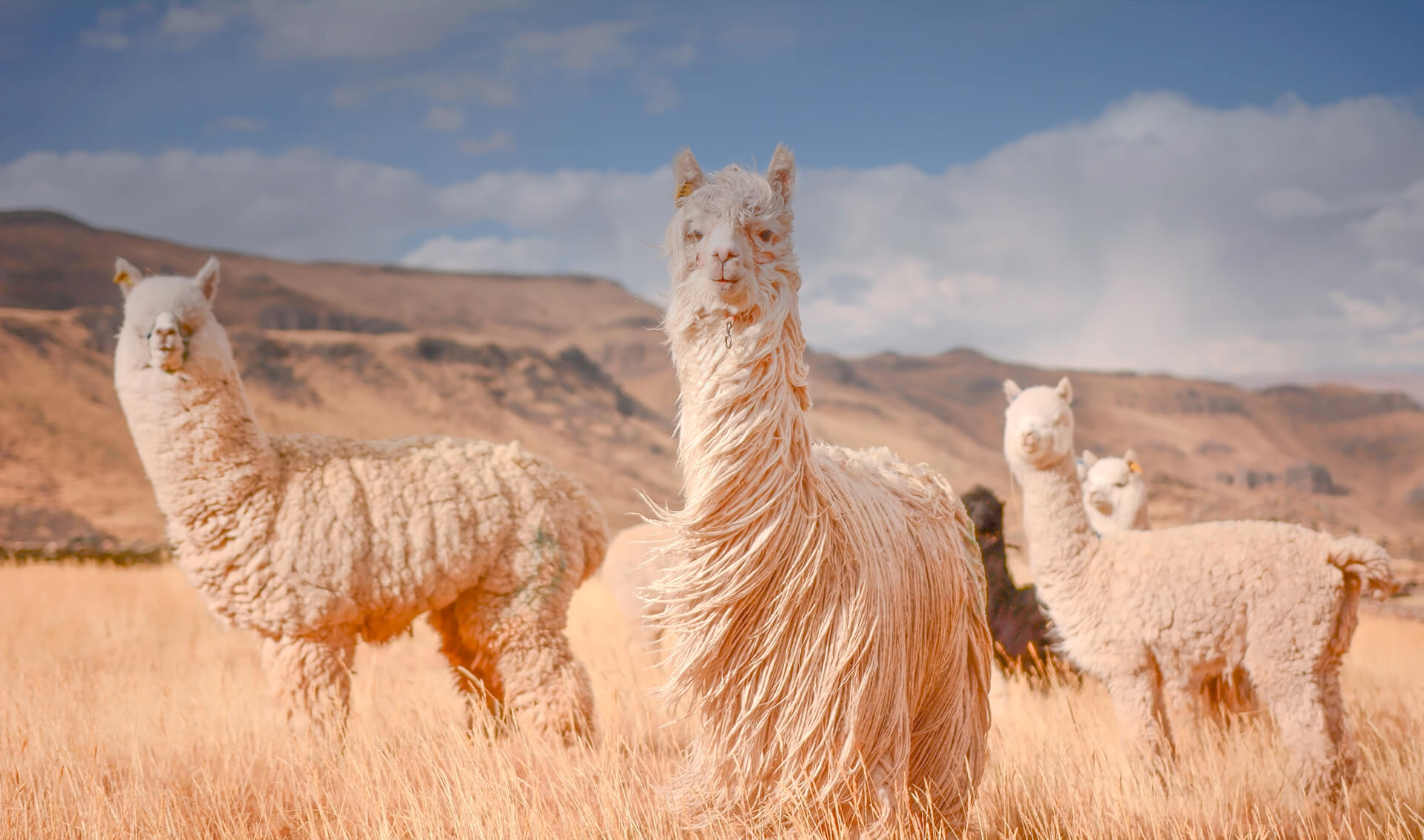 Alpaca del Peru