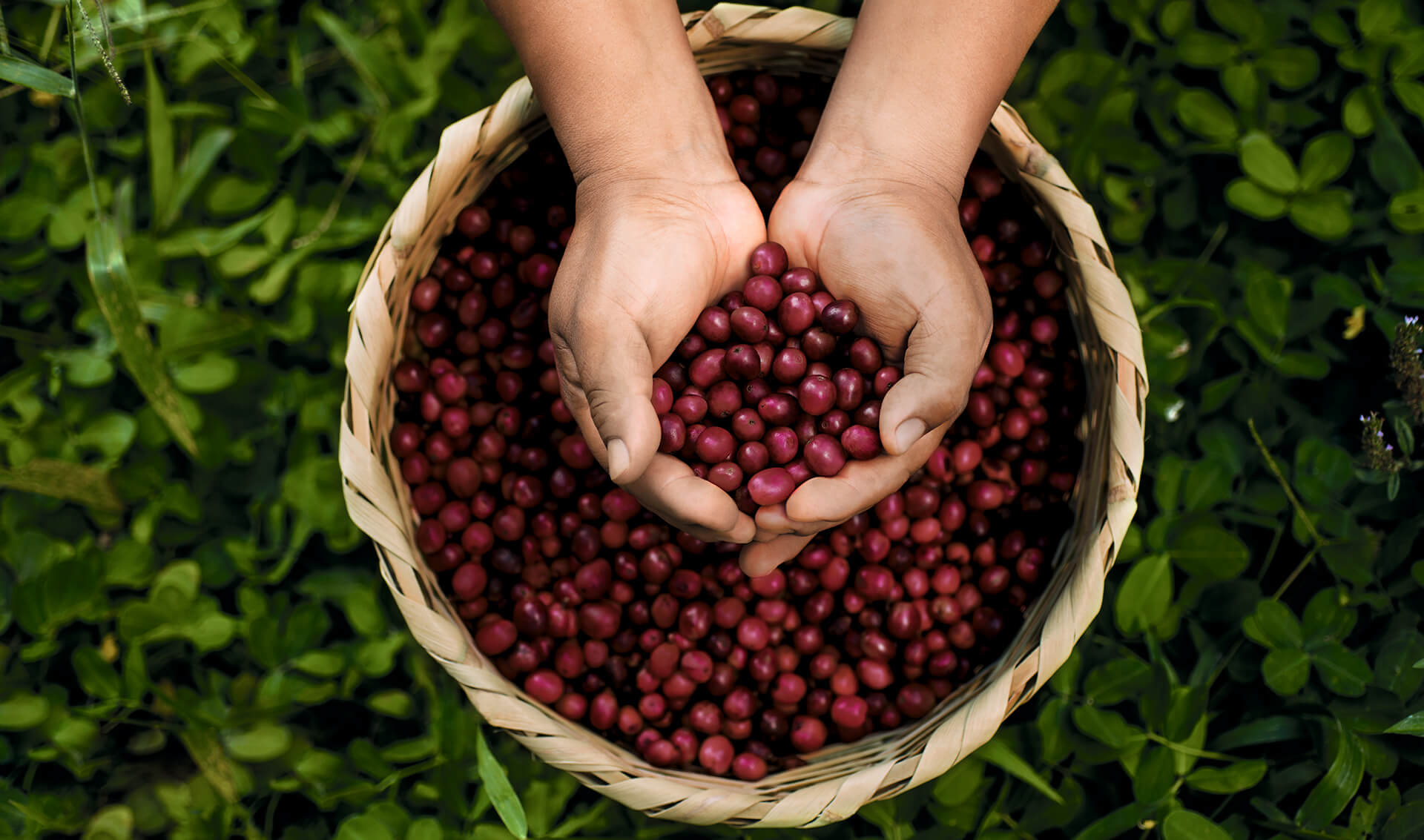 COFFEES FROM PERU