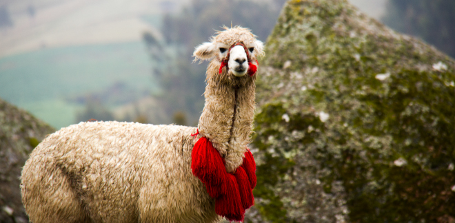 Alpaca peruana