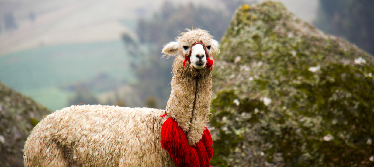 Alpaca peruana